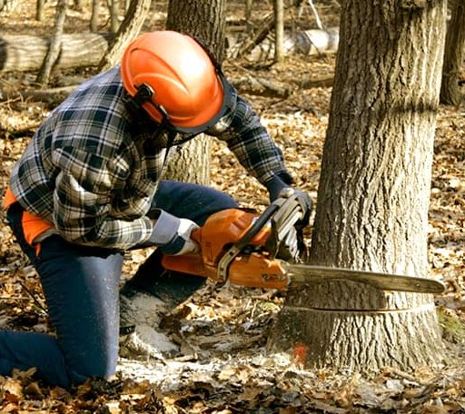 Tree Removal in Hartshorne, OK